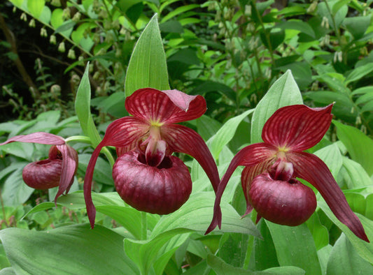 Image of Cypripedium 'Christian'taken at Weinert Gdn, Germany by M. Weinert