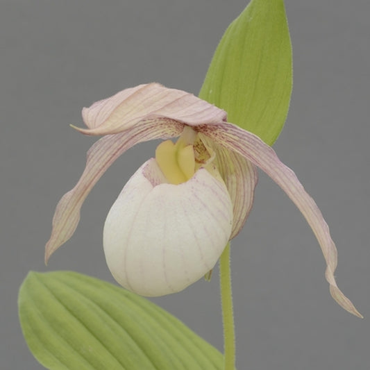 Image of Cypripedium 'Francis' by HardyOrchid