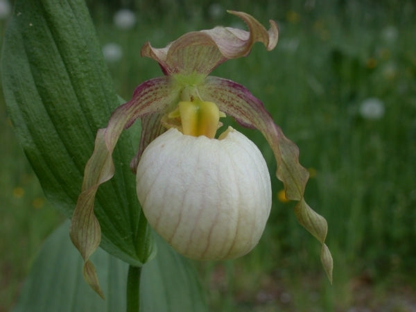 Image of Cypripedium 'Gisela Pastel'taken at Weinert Gdn, Germany by M. Weinert