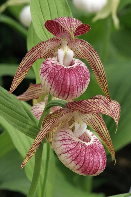 Image of Cypripedium 'Hans Erni'taken at Weinert Gdn, Germany by M. Weinert