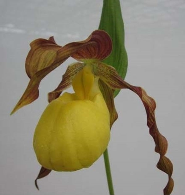 Image of Cypripedium 'Lothar Pinkepank'|Weinert Gdn, Germany|M. Weinert