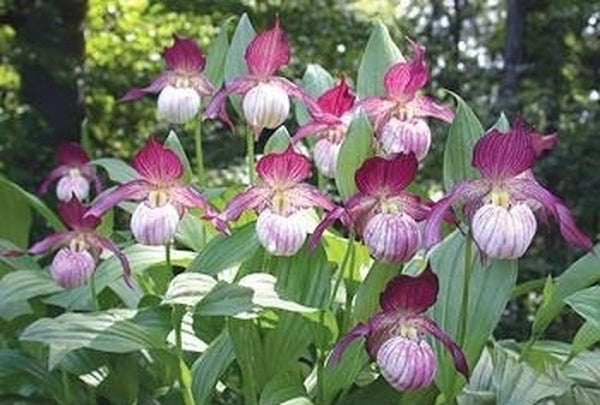 Image of Cypripedium 'Maria'|Weinert Gdn, Germany|M. Weinert