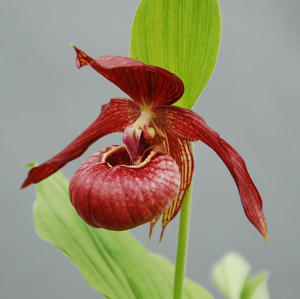 Image of Cypripedium 'Memoriam Shawna Austin'|Weinert Gdn, Germany|M. Weinert