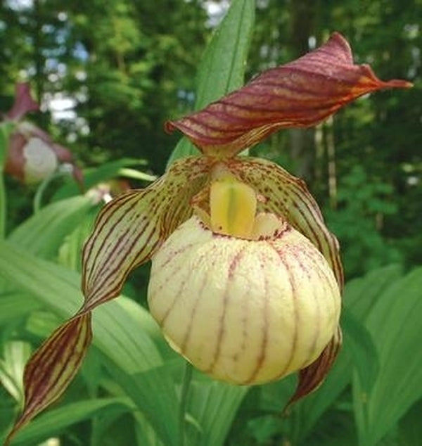Image of Cypripedium 'Paul'taken at Weinert Gdn, Germany by M. Weinert