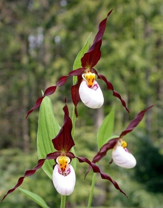 Image of Cypripedium 'Sebastian'|Weinert Gdn, Germany|M. Weinert
