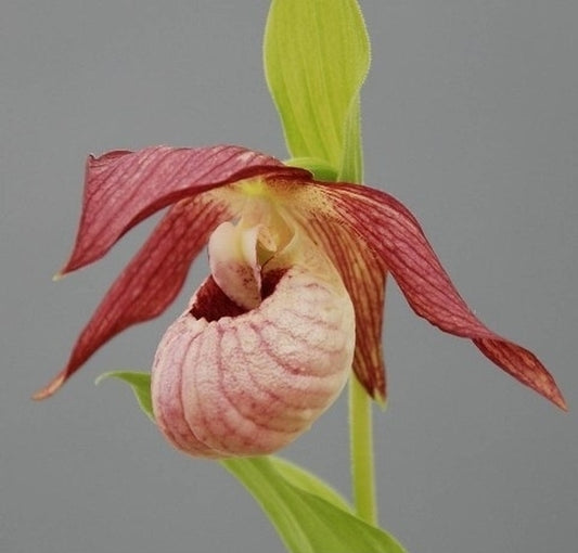 Image of Cypripedium 'Siggi'|Weinert Gdn, Germany|M. Weinert