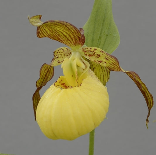 Image of Cypripedium 'Sunny'||HardyOrchid