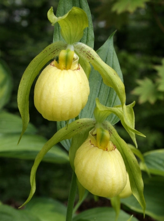 Image of Cypripedium 'Ursel'|Weinert Gdn, Germany|M. Weinert