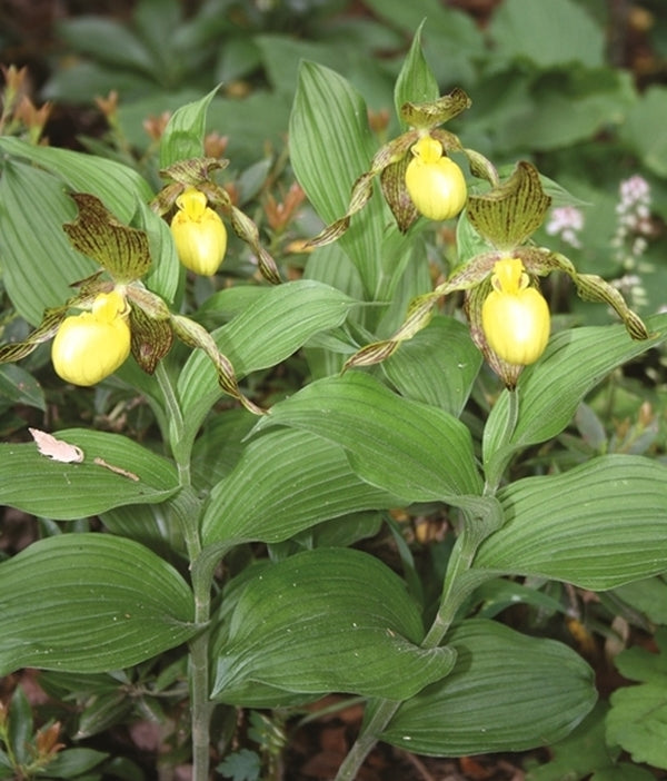 Image of Cypripedium parviflorum var. pubescenstaken at Juniper Level Botanic Gdn, NC by JLBG