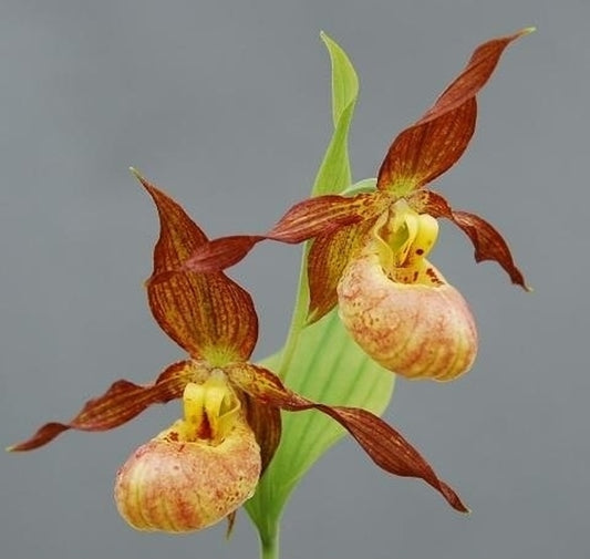 Image of Cypripedium pubescens x shanxiense|Weinert Gdn, Germany|M. Weinert