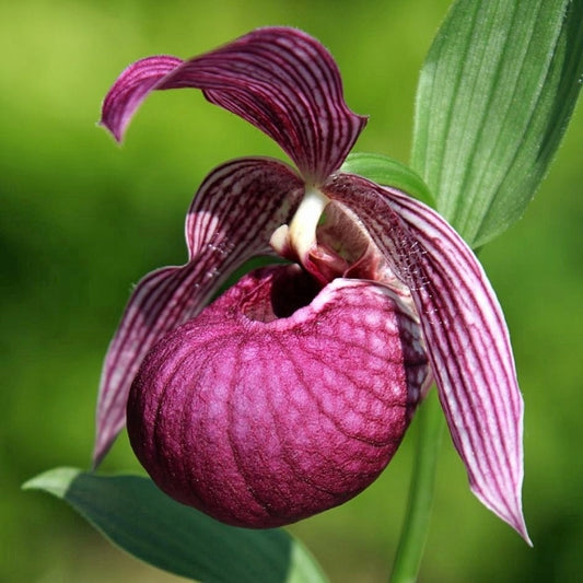 Image of Cypripedium tibeticum|Weinert Gdn, Germany|M. Weinert