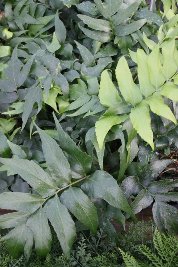 Image of Cyrtomium devexiscapulae 'Wuling Class' taken at Juniper Level Botanic Gdn, NC by JLBG