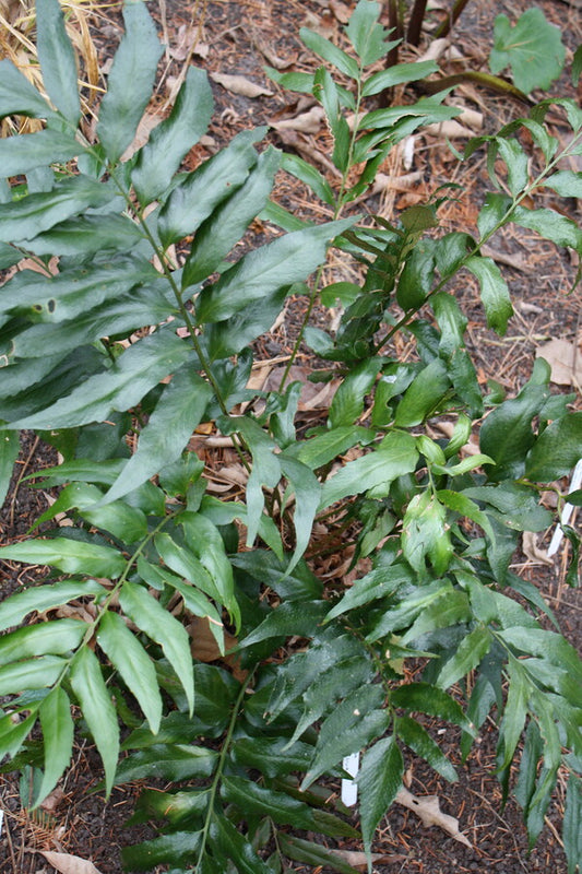 Image of Cyrtomium devexiscapulae 'Wuling Class' taken at Juniper Level Botanic Gdn, NC by JLBG
