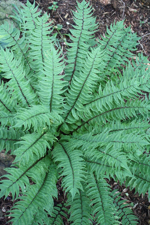 Image of Cyrtomium fortunei 'China Ruffles'taken at Juniper Level Botanic Gdn, NC by JLBG