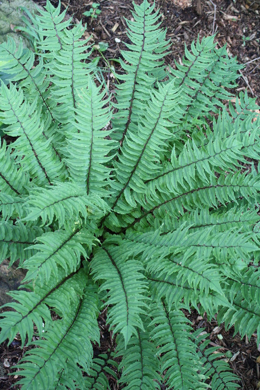 Image of Cyrtomium fortunei 'China Ruffles'taken at Juniper Level Botanic Gdn, NC by JLBG