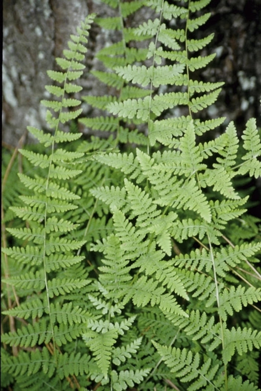 Image of Cystopteris bulbifera|Juniper Level Botanic Gdn, NC|JLBG