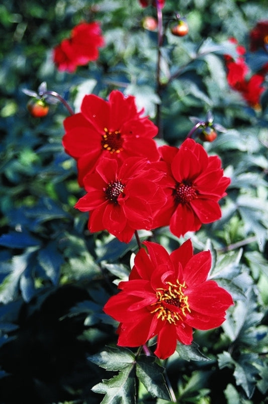 Image of Dahlia 'Bednall Beauty'|Juniper Level Botanic Gdn, NC|JLBG