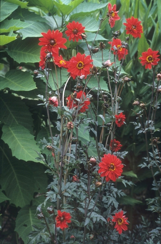 Image of Dahlia 'Bishop of Llandaff'|Juniper Level Botanic Gdn, NC|JLBG