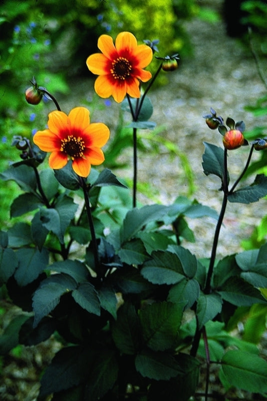 Image of Dahlia 'Moonfire'|Juniper Level Botanic Gdn, NC|JLBG