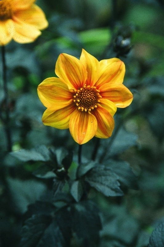Image of Dahlia 'Terracotta'|Juniper Level Botanic Gdn, NC|JLBG