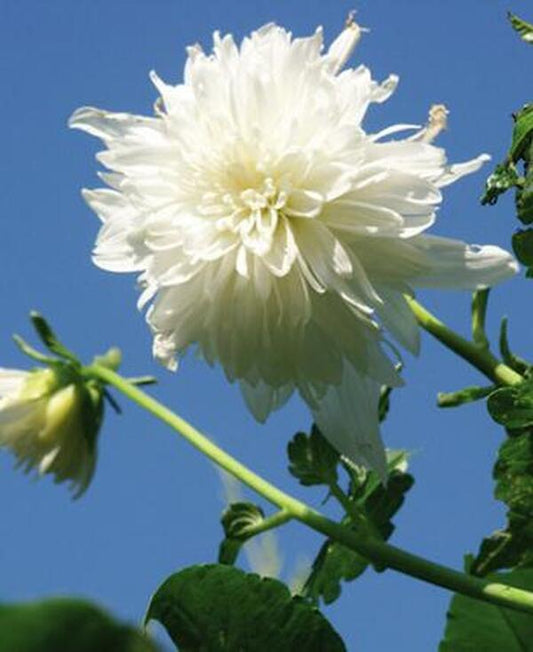 Image of Dahlia imperialis 'California Angel'taken at Juniper Level Botanic Gdn, NC by JLBG