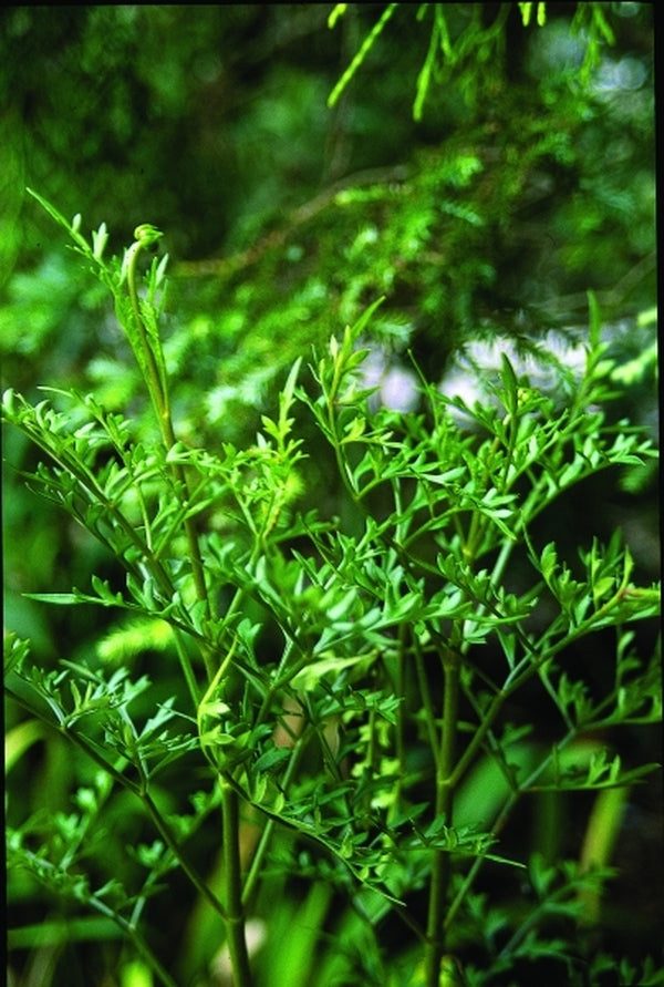 Image of Dahlia sublignosa|Juniper Level Botanic Gdn, NC|JLBG