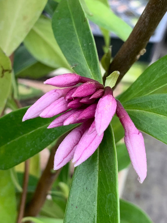 Image of Daphne 'Perfume Princess' PP 27,662|Juniper Level Botanic Gdn, NC|C. Hardison
