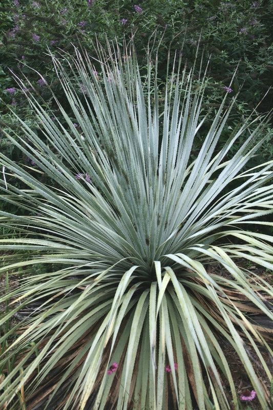 Image of Dasylirion berlandieri var berlandieri||