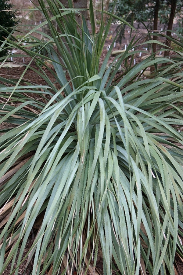 Image of Dasylirion glaucophyllum 'Marbles Park'||