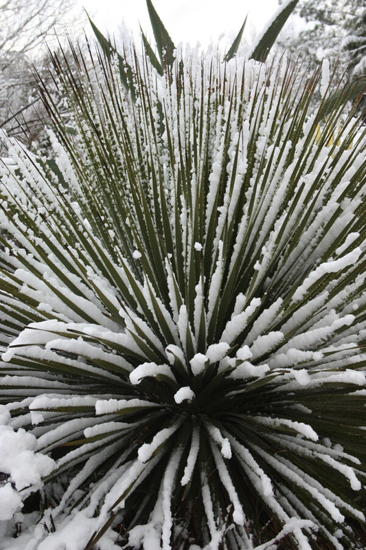 Image of Dasylirion leiophyllum 'Guadalupe'||