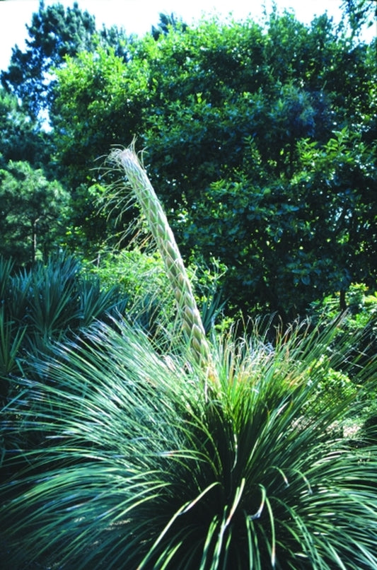 Image of Dasylirion longissimum var. treleasei|Peckerwood Gdn, TX|