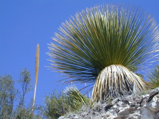 Image of Dasylirion miquihuanense YD04-53|In Situ, Michiquana, Mexico|C. Schoenfeld