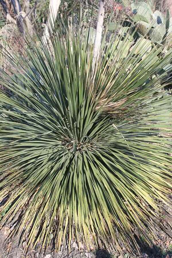 Image of Dasylirion miquihuanense||