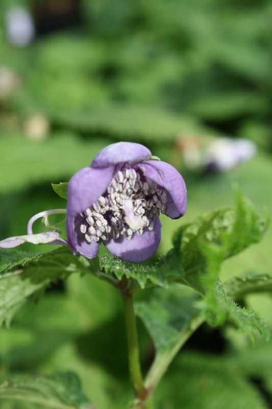 Image of Deinanthe caerulea|Juniper Level Botanic Gdn, NC|JLBG
