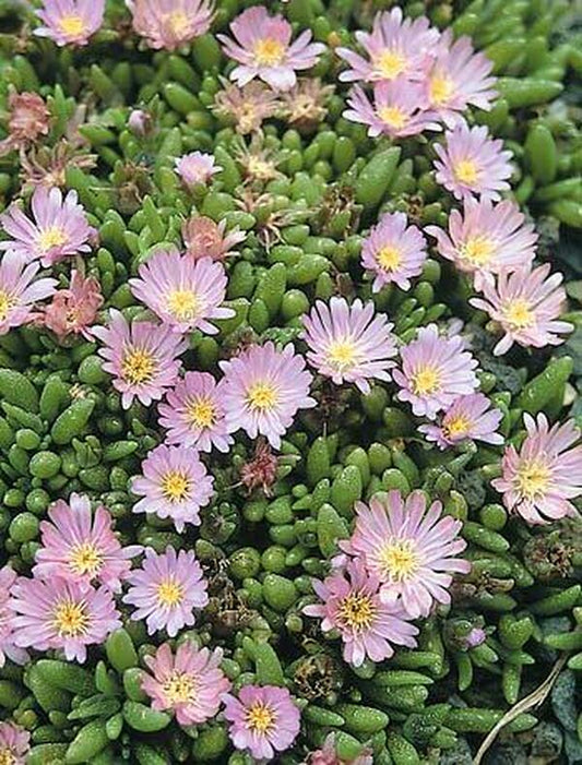 Image of Delosperma 'Beaufort West'|Juniper Level Botanic Gdn, NC|JLBG