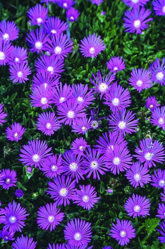 Image of Delosperma 'John Proffitt'|Juniper Level Botanic Gdn, NC|JLBG