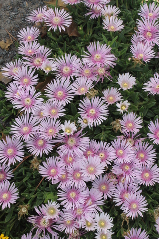 Image of Delosperma 'Lavender Ice'|Juniper Level Botanic Gdn, NC|JLBG