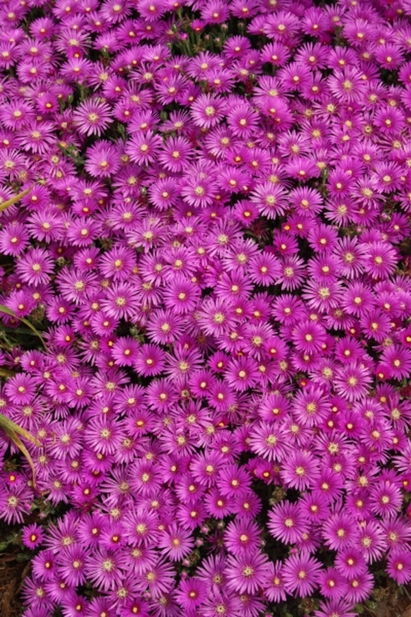 Image of Delosperma cooperitaken at Juniper Level Botanic Gdn, NC by JLBG