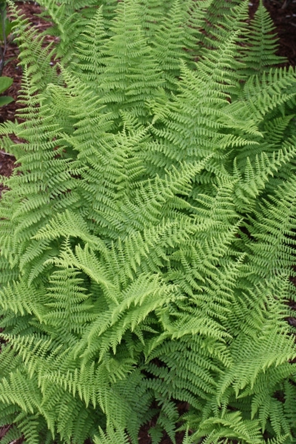 Image of Dennstaedtia punctilobula 'Sohuksan'taken at Juniper Level Botanic Gdn, NC by JLBG