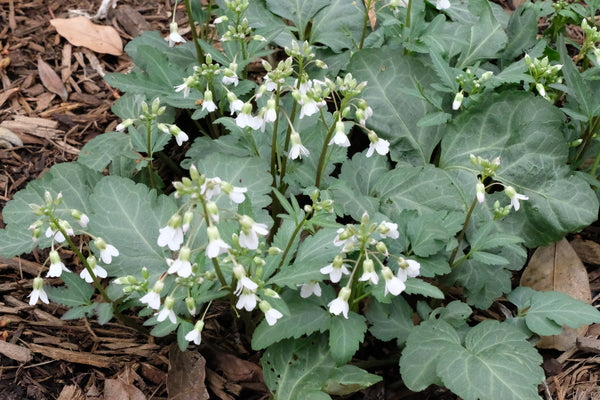 Image of Dentaria 'Come Pewter'taken at Juniper Level Botanic Gdn, NC by JLBG