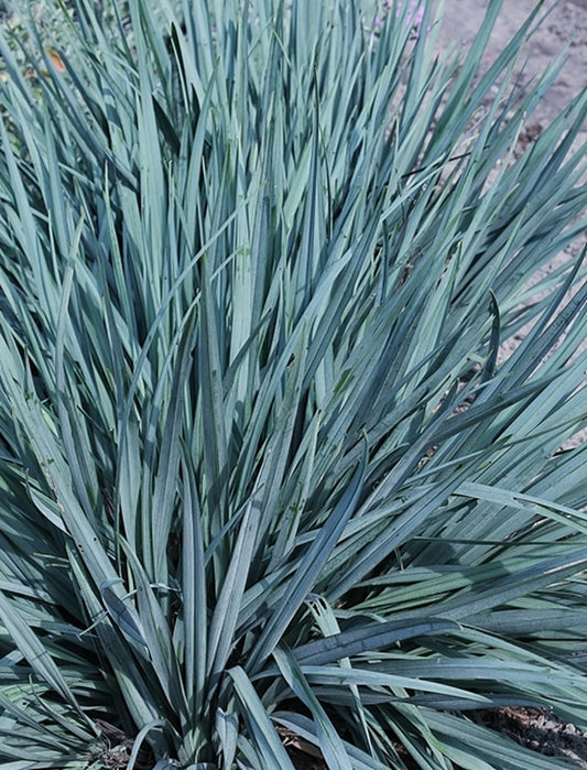 Image of Dianella 'Cassa Blue' PP 17,998|Juniper Level Botanic Gdn, NC|JLBG