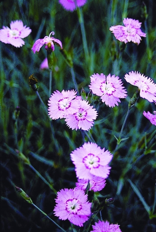 Image of Dianthus 'Bewitched'|Juniper Level Botanic Gdn, NC|JLBG
