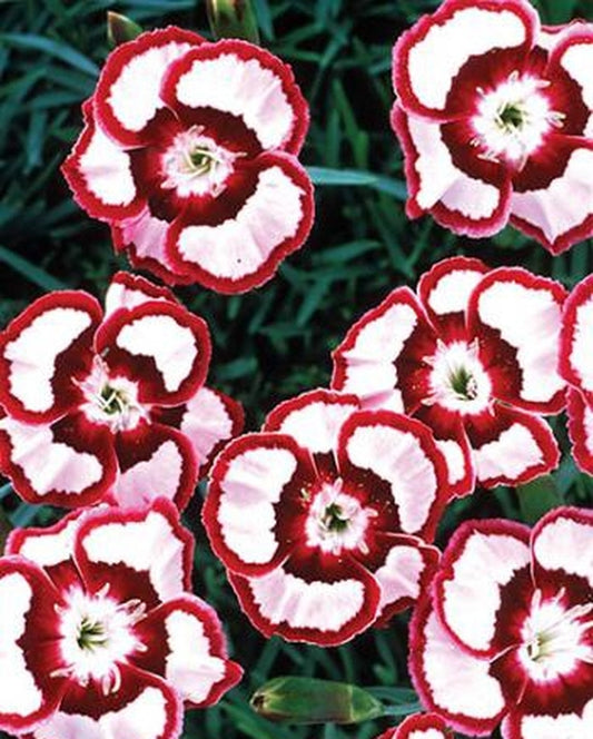 Image of Dianthus 'Devon Siskin' PP 14,377|Walters Gardens, MI|www.perennialresource.com