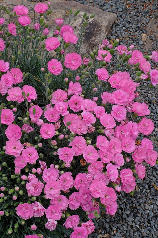 Image of Dianthus 'Sweetie Pie' PP 27,989taken at Juniper Level Botanic Gdn, NC by JLBG