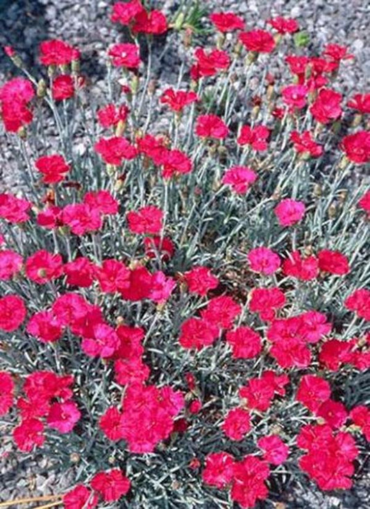 Image of Dianthus x allwoodii 'Frosty Fire'|Juniper Level Botanic Gdn, NC|JLBG