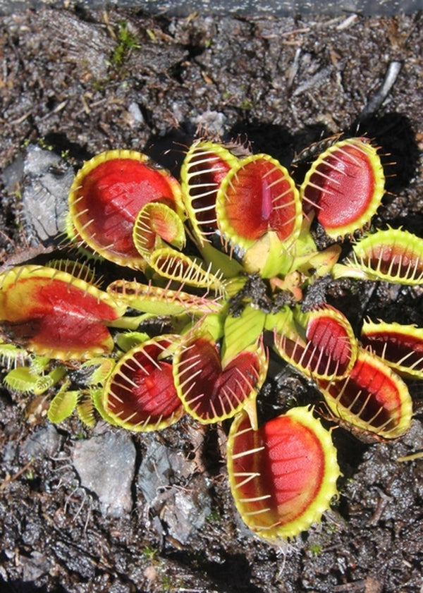 succulent that looks like venus fly trap Learn about Dionaea muscipula 'Cupped Trap' | Cupped Trap Venus Fly Trap