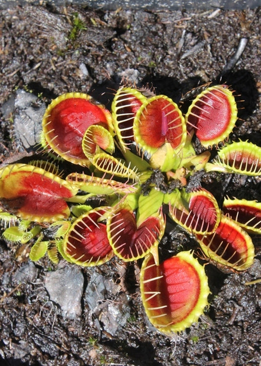 Image of Dionaea muscipula 'Cupped Trap'|Juniper Level Botanic Gdn, NC|JLBG