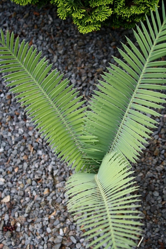 Image of Dioon merolae||