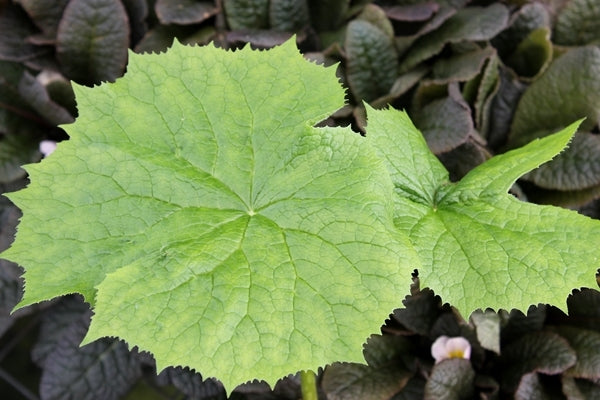 skeleton flower seeds for sale Transparent Flower Seeds Organic RARE Skeleton Flower, Diphylleia Grayi, Turns Transparent When Rained On - 10 Seeds - UK SELLER