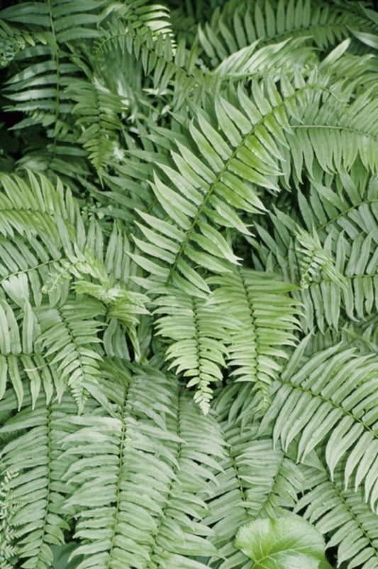 Image of Diplazium pycnocarpon|NC Botanical Gdn, NC|